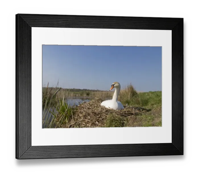 Framed Print : Mute Swan (Cygnus olor) adult female, sitting on nest, incubating eggs, Suffolk, England, May Framed Print : Mute Swan (Cygnus olor) adult female, sitting on nest, incubating eggs, Suffolk, England, May