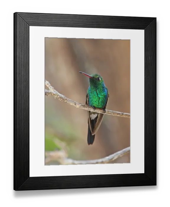 Framed Print : Cuban Emerald (Chlorostilbon ricordii) adult, perched on twig, Zapata Peninsula, Matanzas Province, Cuba, March Framed Print : Cuban Emerald (Chlorostilbon ricordii) adult, perched on twig, Zapata Peninsula, Matanzas Province, Cuba, March