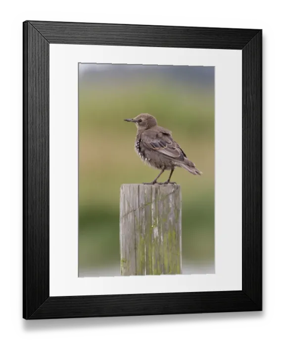 Framed Print : Common Starling (Sturnus vulgaris) juvenile, standing on post, Suffolk, England, July Framed Print : Common Starling (Sturnus vulgaris) juvenile, standing on post, Suffolk, England, July