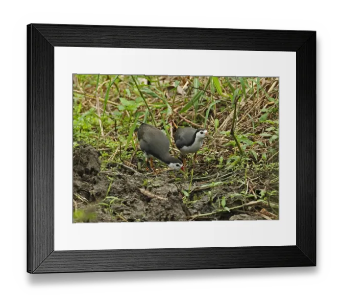 Framed Print : White-breasted Waterhen (Amaurornis phoenicurus phoenicurus) adult pair, feeding in ditch, Taiwan, April