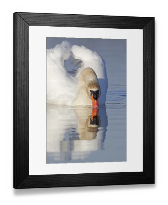 Framed Print : Mute Swan (Cygnus olor) adult male, drinking, swimming on pond, Suffolk, England, December