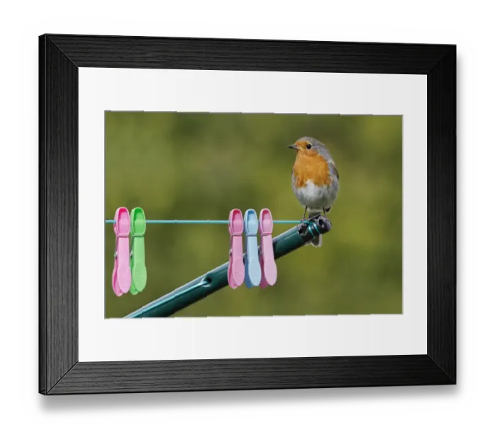 Framed Print : European Robin (Erithacus rubecula) adult male, perched on rotary clothes line with pegs in garden, Leicestershire Framed Print : European Robin (Erithacus rubecula) adult male, perched on rotary clothes line with pegs in garden, Leicestershire