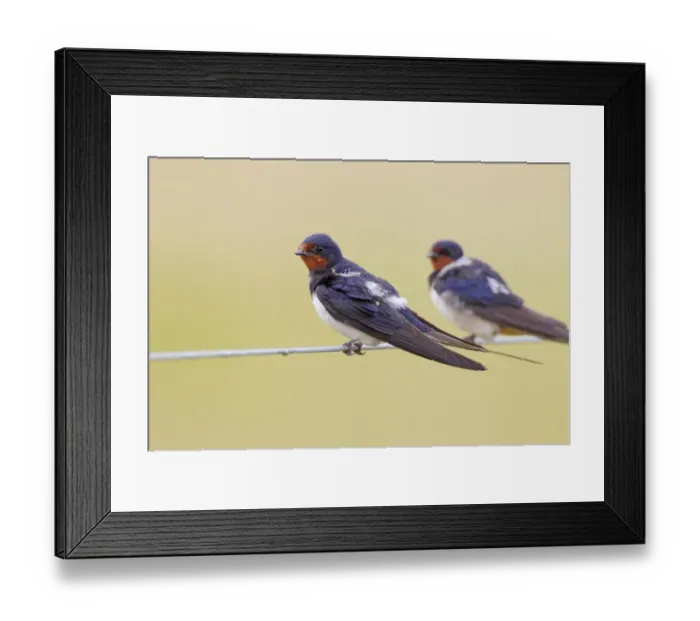 Framed Print : Barn Swallow (Hirundo rustica) two adults, perched on wire fence prior to migration, Norfolk, England, August