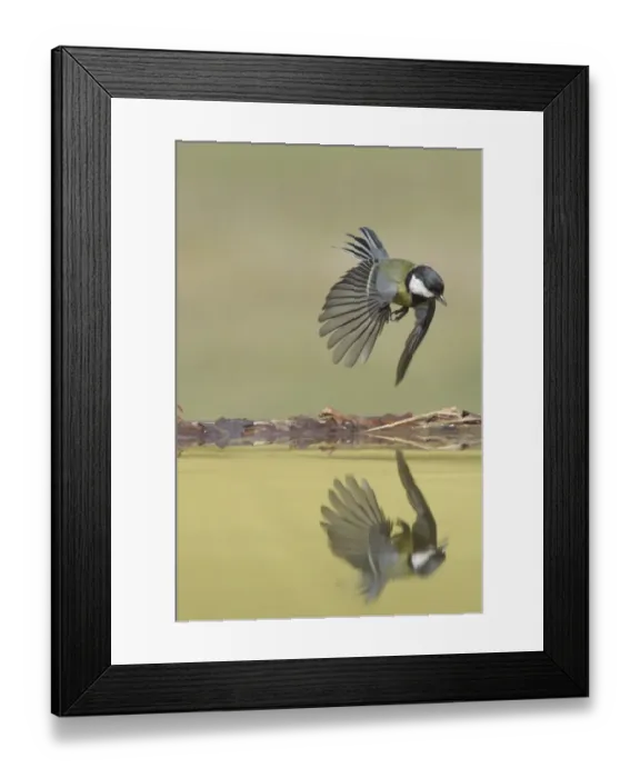 Framed Print : Great Tit (Parus major) adult, in flight over pool, with reflection, West Yorkshire, England, April