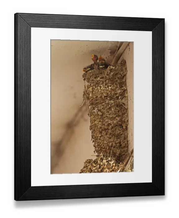 Framed Print : Barn Swallow (Hirundo rustica gutturalis) chicks at nest in shopping arcade Framed Print : Barn Swallow (Hirundo rustica gutturalis) chicks at nest in shopping arcade