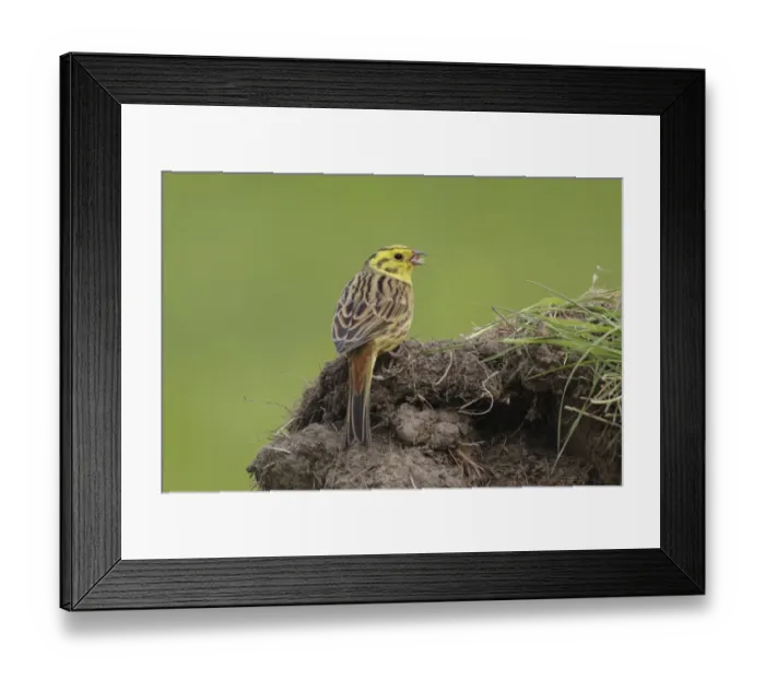 Framed Print : Yellowhammer (Emberiza citrinella) adult male, feeding on grain, foraging on ground in farmland, West Yorkshire Framed Print : Yellowhammer (Emberiza citrinella) adult male, feeding on grain, foraging on ground in farmland, West Yorkshire