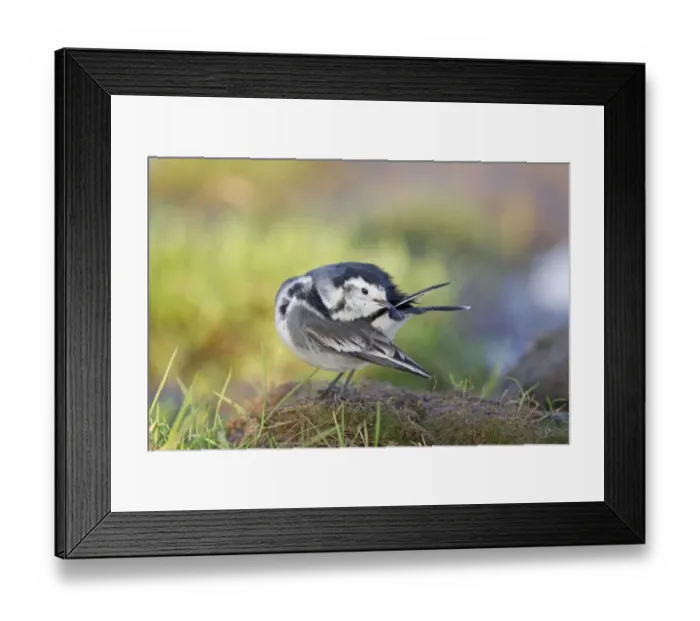 Framed Print : Pied Wagtail (Motacilla alba yarrellii) adult female, preening tail feather, Suffolk, England, December Framed Print : Pied Wagtail (Motacilla alba yarrellii) adult female, preening tail feather, Suffolk, England, December