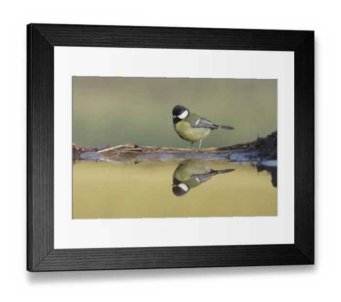 Framed Print : Great Tit (Parus major) adult, standing at edge of pool, with reflection, West Yorkshire, England, April Framed Print : Great Tit (Parus major) adult, standing at edge of pool, with reflection, West Yorkshire, England, April