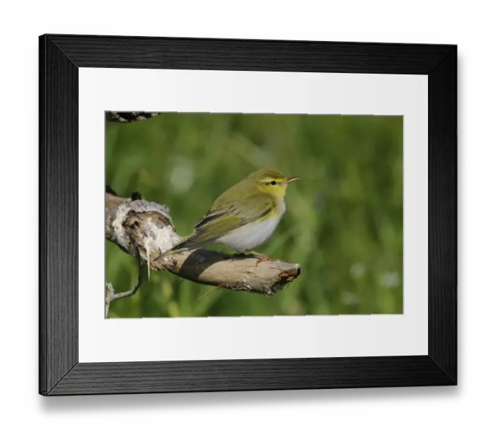 Framed Print : Wood Warbler (Phylloscopus sibilatrix) adult, summer plumage, perched on branch, Lemnos, Greece, April Framed Print : Wood Warbler (Phylloscopus sibilatrix) adult, summer plumage, perched on branch, Lemnos, Greece, April