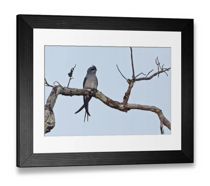 Framed Print : Crested Treeswift (Hemiprocne coronata) adult female, perched on branch, Prey Veng, Cambodia, January Framed Print : Crested Treeswift (Hemiprocne coronata) adult female, perched on branch, Prey Veng, Cambodia, January