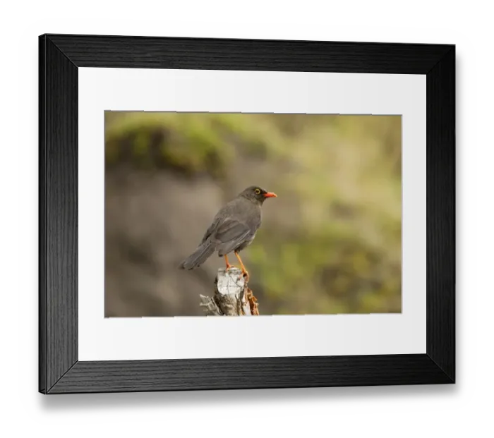 Framed Print : Great Thrush (Turdus fuscater) adult, perched on stump, Andes, Ecuador, November Framed Print : Great Thrush (Turdus fuscater) adult, perched on stump, Andes, Ecuador, November