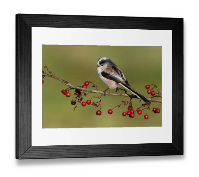 Framed Print : Long-tailed Tit (Aegithalos caudatus) adult, perched on hawthorn twig with ripe berries, Leicestershire, England Framed Print : Long-tailed Tit (Aegithalos caudatus) adult, perched on hawthorn twig with ripe berries, Leicestershire, England