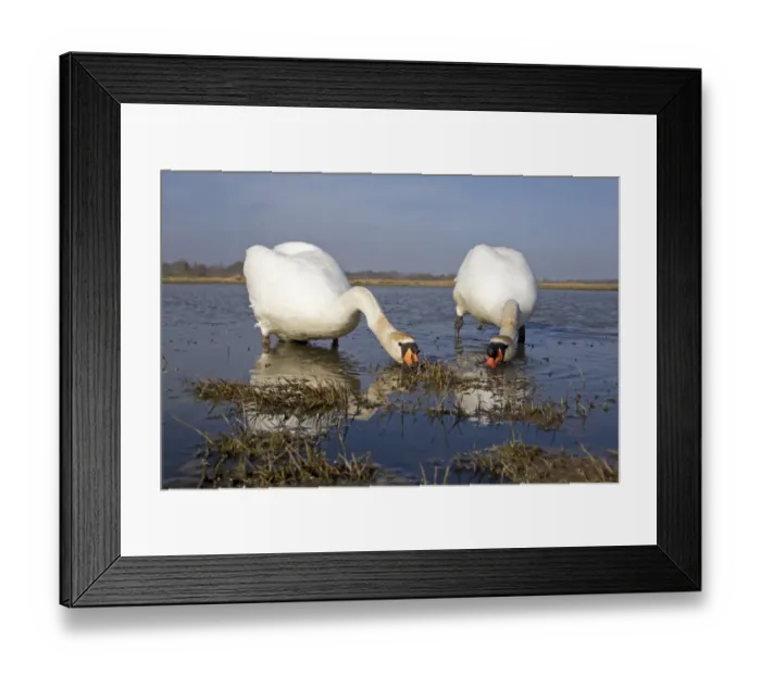 Framed Print : Mute Swan (Cygnus olor) adult pair, filter feeding in shallow water at edge of pond, Suffolk, England, April Framed Print : Mute Swan (Cygnus olor) adult pair, filter feeding in shallow water at edge of pond, Suffolk, England, April
