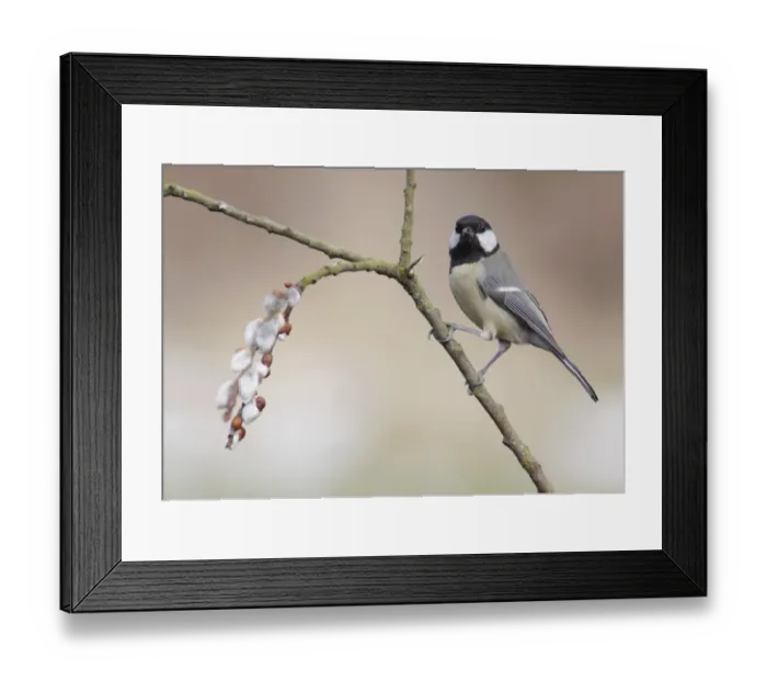 Framed Print : Great Tit (Parus major) adult, perched on Goat Willow (Salix caprea) twig, West Yorkshire, England, April Framed Print : Great Tit (Parus major) adult, perched on Goat Willow (Salix caprea) twig, West Yorkshire, England, April