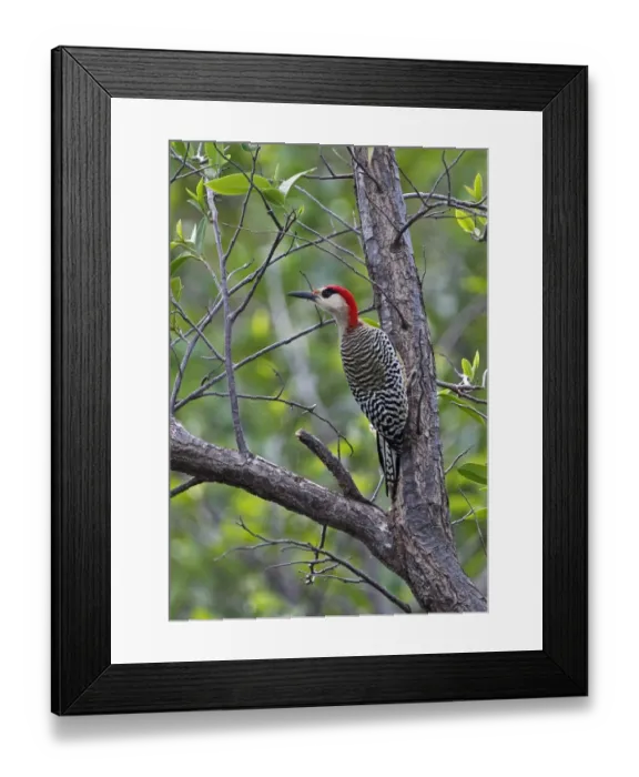 Framed Print : West Indian Woodpecker (Melanerpes superciliaris superciliaris) adult male, clinging to tree trunk, Cayo Coco Framed Print : West Indian Woodpecker (Melanerpes superciliaris superciliaris) adult male, clinging to tree trunk, Cayo Coco