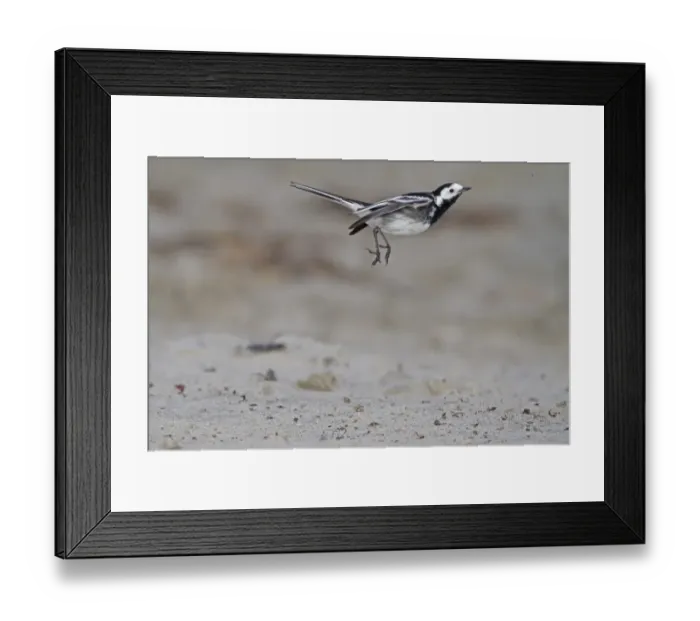 Framed Print : Pied Wagtail (Motacilla alba yarrellii) adult male, in flight, feeding on insects over beach, Northern Ireland Framed Print : Pied Wagtail (Motacilla alba yarrellii) adult male, in flight, feeding on insects over beach, Northern Ireland