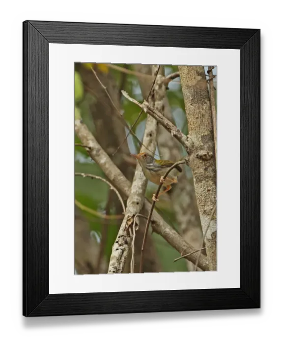 Framed Print : Common Tailorbird (Orthotomus sutorius maculicollis) adult, perched on twig, Prey Veng, Cambodia, January Framed Print : Common Tailorbird (Orthotomus sutorius maculicollis) adult, perched on twig, Prey Veng, Cambodia, January