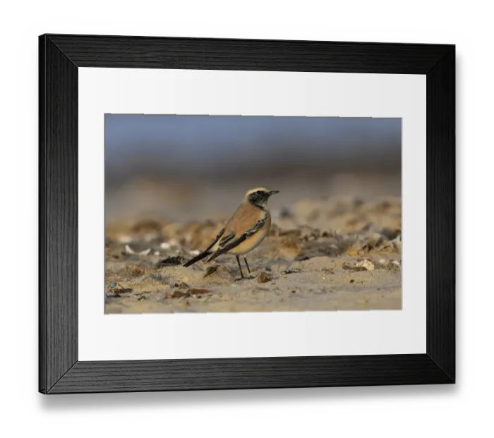 Framed Print : Desert Wheatear (Oenanthe deserti) immature male, first winter plumage, standing on beach, Holme, Norfolk, England Framed Print : Desert Wheatear (Oenanthe deserti) immature male, first winter plumage, standing on beach, Holme, Norfolk, England