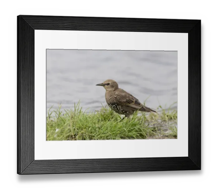 Framed Print : Common Starling (Sturnus vulgaris) juvenile, standing on grass at edge of water, Suffolk, England, July Framed Print : Common Starling (Sturnus vulgaris) juvenile, standing on grass at edge of water, Suffolk, England, July