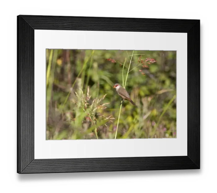 Framed Print : Common Waxbill (Estrilda astrild) introduced species, adult, perched on stem, Extremadura, Spain, September
