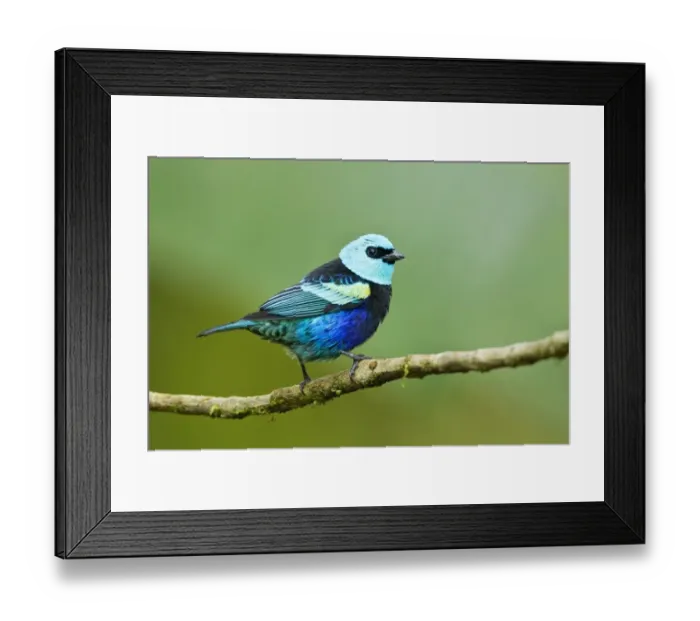 Framed Print : Blue-necked Tanager (Tangara cyanicollis) adult, perched on twig in montane rainforest, Andes, Ecuador, November Framed Print : Blue-necked Tanager (Tangara cyanicollis) adult, perched on twig in montane rainforest, Andes, Ecuador, November