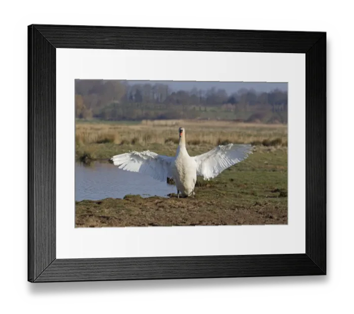 Framed Print : Mute Swan (Cygnus olor) adult male, flapping wings, standing beside pond, Suffolk, England, April Framed Print : Mute Swan (Cygnus olor) adult male, flapping wings, standing beside pond, Suffolk, England, April