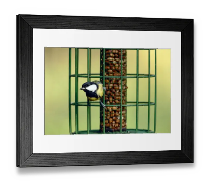 Framed Print : Great Tit (Parus major) adult, perched on squirrel-proof birdfeeder with peanuts, Woods Mill Nature Reserve Framed Print : Great Tit (Parus major) adult, perched on squirrel-proof birdfeeder with peanuts, Woods Mill Nature Reserve