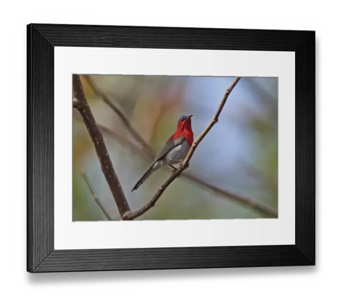 Framed Print : Crimson Sunbird (Aethopyga siparaja mangini) adult male, perched on twig, Dakdam Highland, Cambodia, January