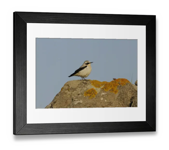 Framed Print : Northern Wheatear (Oenanthe oenanthe) adult male, summer plumage, standing on lichen covered rock, Lemnos, Greece Framed Print : Northern Wheatear (Oenanthe oenanthe) adult male, summer plumage, standing on lichen covered rock, Lemnos, Greece