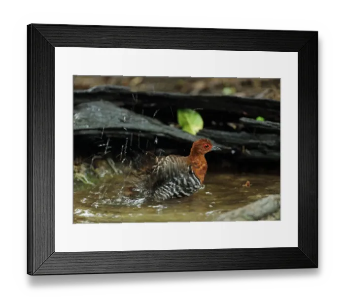 Framed Print : Red-legged Crake (Rallina fasciata) adult, bathing in forest pool, near Kaeng Krachan, Thailand, May Framed Print : Red-legged Crake (Rallina fasciata) adult, bathing in forest pool, near Kaeng Krachan, Thailand, May