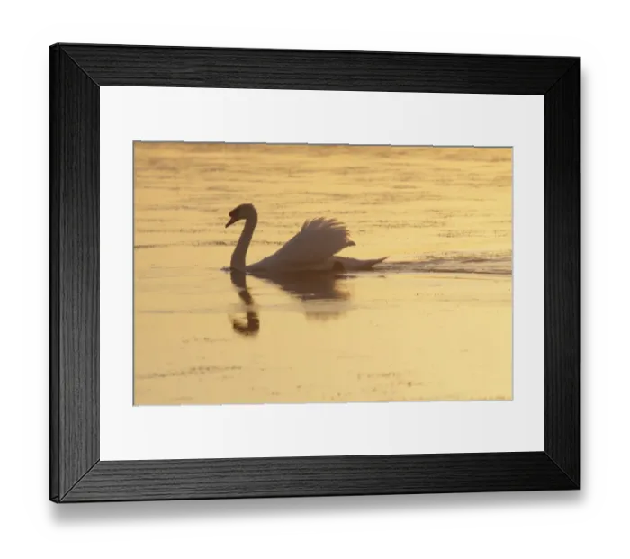 Framed Print : Mute Swan (Cygnus olor) adult male, swimming, silhouetted at sunset, West Yorkshire, England, July Framed Print : Mute Swan (Cygnus olor) adult male, swimming, silhouetted at sunset, West Yorkshire, England, July
