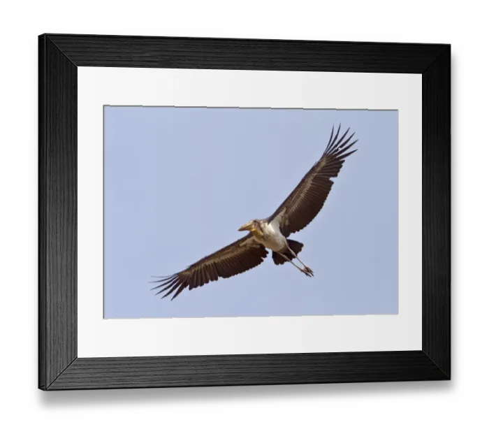 Framed Print : Greater Adjutant (Leptoptilos dubius) adult, in flight, Guwahati, Assam, India, February Framed Print : Greater Adjutant (Leptoptilos dubius) adult, in flight, Guwahati, Assam, India, February