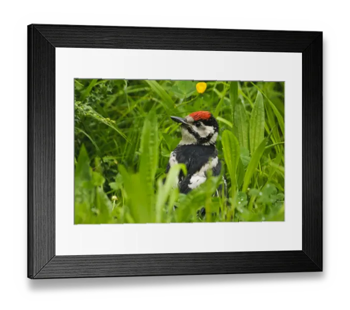 Framed Print : Great Spotted Woodpecker (Dendrocopos major) juvenile male, newly fledged Framed Print : Great Spotted Woodpecker (Dendrocopos major) juvenile male, newly fledged