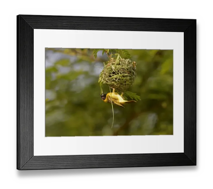 Framed Print : Southern Masked Weaver (Ploceus velatus) adult male, building hanging nest, Lusaka, Zambia, September Framed Print : Southern Masked Weaver (Ploceus velatus) adult male, building hanging nest, Lusaka, Zambia, September