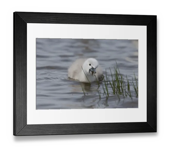 Framed Print : Mute Swan (Cygnus olor) cygnet, feeding, picking spider from stem in water, Suffolk, England, May