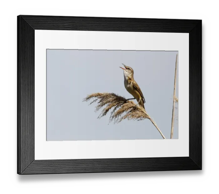 Framed Print : Great Reed-warbler (Acrocephalus arundinaceus) adult, singing, perched on reed, Bulgaria, May Framed Print : Great Reed-warbler (Acrocephalus arundinaceus) adult, singing, perched on reed, Bulgaria, May