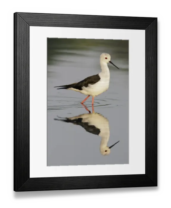 Framed Print : Black-winged Stilt (Himantopus himantopus) adult female, breeding plumage, walking in water, Hong Kong, China, October Framed Print : Black-winged Stilt (Himantopus himantopus) adult female, breeding plumage, walking in water, Hong Kong, China, October