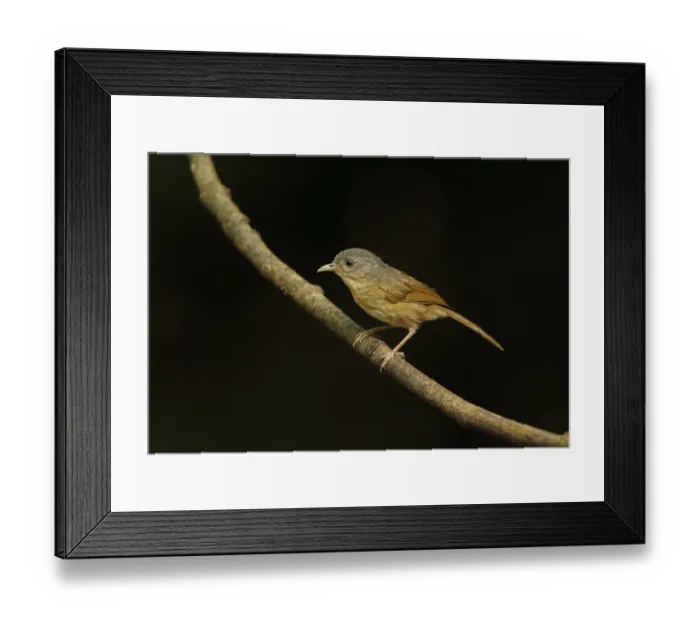 Framed Print : Brown-cheeked Fulvetta (Alcippe poioicephala) adult, perched on twig, near Kaeng Krachan, Thailand, May Framed Print : Brown-cheeked Fulvetta (Alcippe poioicephala) adult, perched on twig, near Kaeng Krachan, Thailand, May