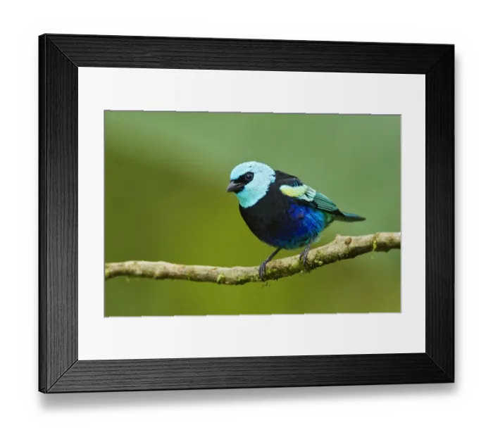 Framed Print : Blue-necked Tanager (Tangara cyanicollis) adult, perched on twig in montane rainforest, Andes, Ecuador, November Framed Print : Blue-necked Tanager (Tangara cyanicollis) adult, perched on twig in montane rainforest, Andes, Ecuador, November