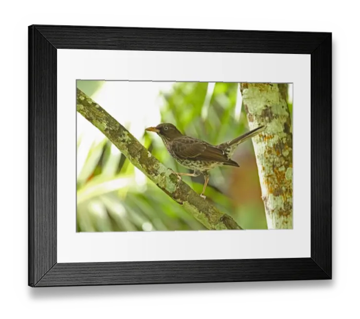 Framed Print : Pearly-eyed Thrasher (Margarops fuscatus klinikowskii) adult, perched on branch with tail cocked, Fond Doux Plantation Framed Print : Pearly-eyed Thrasher (Margarops fuscatus klinikowskii) adult, perched on branch with tail cocked, Fond Doux Plantation