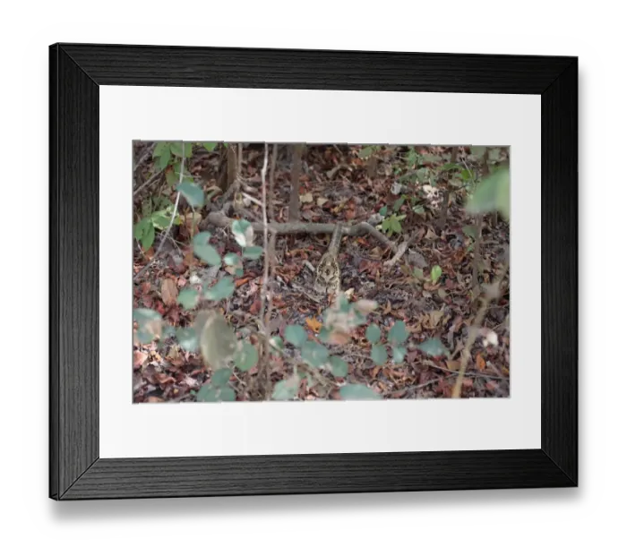 Framed Print : Long-tailed Nightjar (Caprimulgus climacurus) adult, sitting amongst leaf litter, Gambia, January Framed Print : Long-tailed Nightjar (Caprimulgus climacurus) adult, sitting amongst leaf litter, Gambia, January