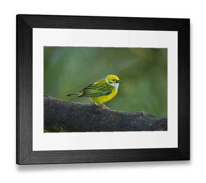 Framed Print : Silver-throated Tanager (Tangara icterocephala) adult, perched on branch in montane rainforest, Andes, Ecuador Framed Print : Silver-throated Tanager (Tangara icterocephala) adult, perched on branch in montane rainforest, Andes, Ecuador