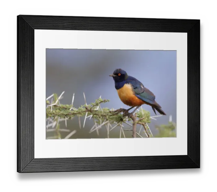 Framed Print : Hildebrandts Starling (Lamprotornis hildebrandti) adult, perched on twig, Serengeti N. P. Tanzania, December Framed Print : Hildebrandts Starling (Lamprotornis hildebrandti) adult, perched on twig, Serengeti N. P. Tanzania, December