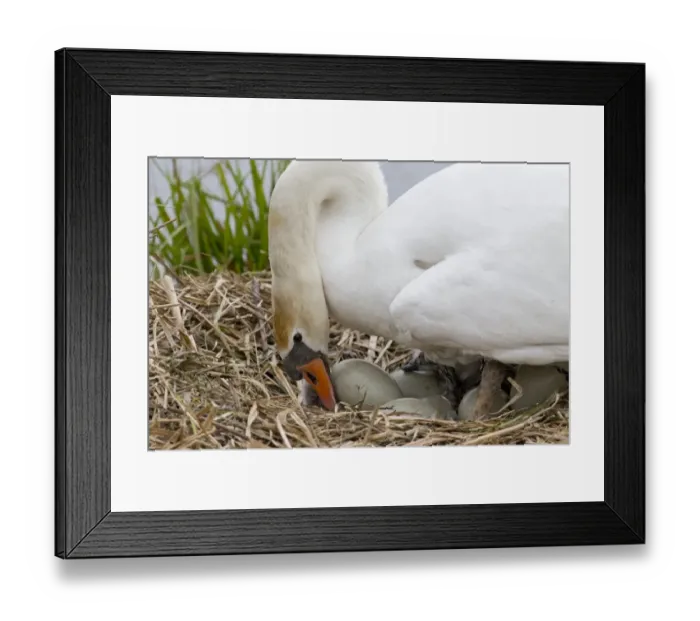 Framed Print : Mute Swan (Cygnus olor) adult female, turning eggs at nest, Suffolk, England, May Framed Print : Mute Swan (Cygnus olor) adult female, turning eggs at nest, Suffolk, England, May