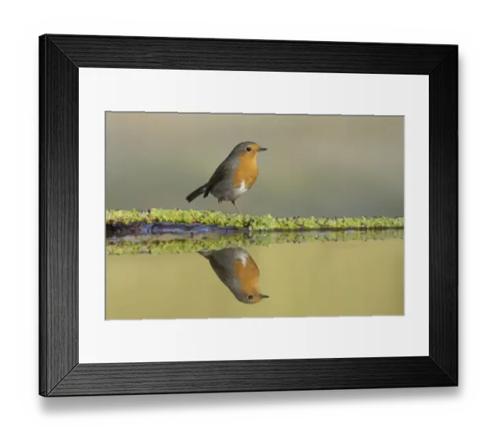 Framed Print : European Robin (Erithacus rubecula) adult, standing at edge of pool, with reflection, West Yorkshire, England, April Framed Print : European Robin (Erithacus rubecula) adult, standing at edge of pool, with reflection, West Yorkshire, England, April
