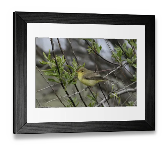 Framed Print : Icterine Warbler (Hippolais icterina) adult, summer plumage, perched on twig, Lemnos, Greece, April Framed Print : Icterine Warbler (Hippolais icterina) adult, summer plumage, perched on twig, Lemnos, Greece, April