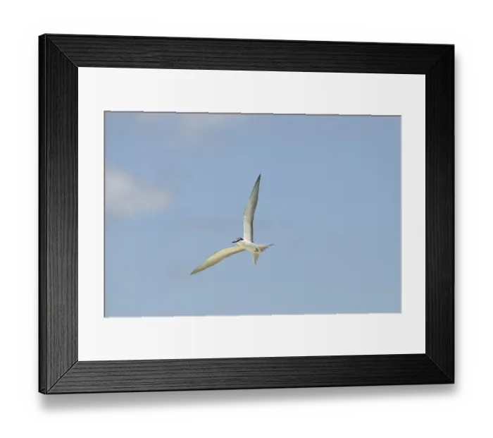 Framed Print : Blacktip Shark (Carcharhinus limbatus) and Long-beaked Common Dolphin (Delphinus capensis) adults Framed Print : Blacktip Shark (Carcharhinus limbatus) and Long-beaked Common Dolphin (Delphinus capensis) adults