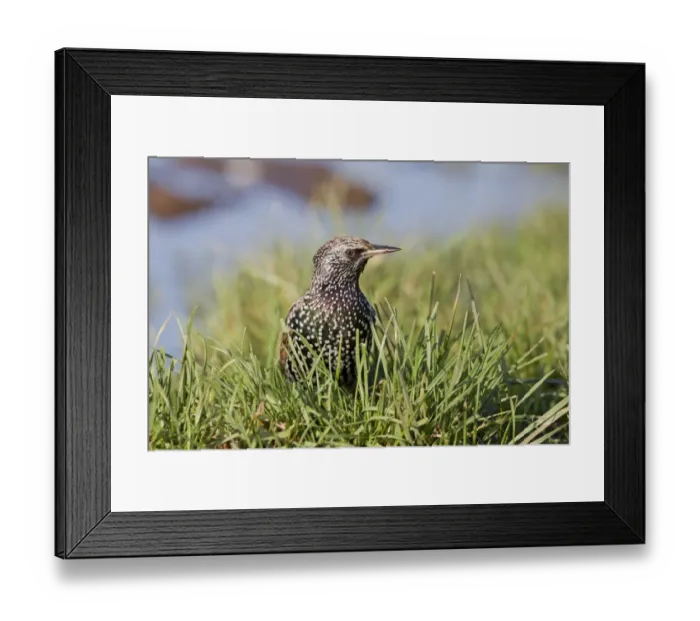 Framed Print : Common Starling (Sturnus vulgaris) adult, winter plumage, standing in grass on field, Suffolk, England, December Framed Print : Common Starling (Sturnus vulgaris) adult, winter plumage, standing in grass on field, Suffolk, England, December