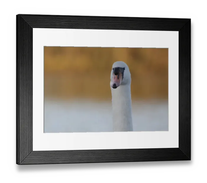 Framed Print : Mute Swan (Cygnus olor) adult, close-up of head and neck, at edge of lake, West Yorkshire, England, November Framed Print : Mute Swan (Cygnus olor) adult, close-up of head and neck, at edge of lake, West Yorkshire, England, November