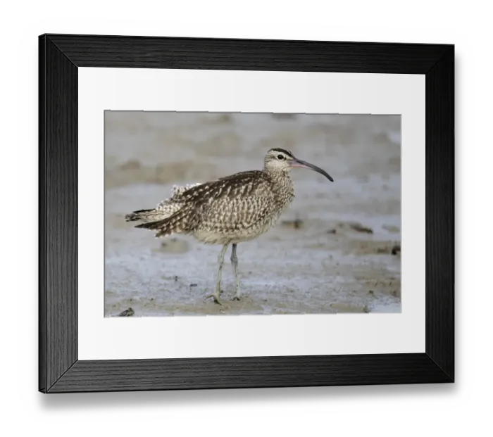Framed Print : Whimbrel (Numenius phaeopus variegatus) adult, standing on mud, Mai Po, New Territories, Hong Kong, China, September Framed Print : Whimbrel (Numenius phaeopus variegatus) adult, standing on mud, Mai Po, New Territories, Hong Kong, China, September